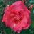 rosatonyjacklincflorogerltd1