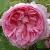 rosaxcentifoliacristatacflorogerltd1