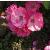 rosaangelacflogarnonwilliams1a