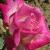 rosabelladianacflogarnonwilliams1a1