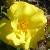 rosabrightsmilecflogarnonwilliams1a