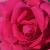 rosacanadiannorthlightcflogarnonwilliams1a