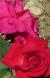 rosaernesthmorsecflogarnonwilliams1a