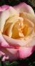 rosaflorencemayercflogarnonwilliams1a