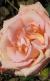rosaheathersproulcflogarnonwilliams1a