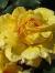 rosajuliederwantzcflogarnonwilliams1a
