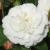 rosalittlewhitepetcflogarnonwilliams1a
