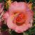 rosaliverpoolechocflogarnonwilliams1a