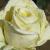rosapetercottontailcflogarnonwilliams1a