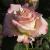 rosashowstoppercflomidgarnonwilliams1a1