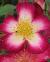 rosastarryeyedcflogarnonwilliams1a