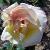 Rosacaledoniancflorogerltd1