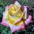 rosabarrystephenscflorogerltd1