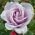 rosabluemooncflorogerltd1a