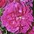 rosacerisebouquetflot1a