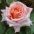 rosacompassioncflorogerltd1