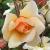 rosacorneliacflorogerltd1