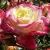 rosadancingflamecflorogerltd1