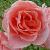 rosadearestcflorogerltd1