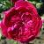 rosaexcelsacflorogerltd1