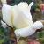 rosafairhopecflorogerltd1a