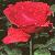 rosafragrantcloudflot1a