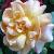 rosafragrantdelightcflo1a1a1a2