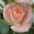 rosagentletouchcflorogerltd1