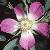 rosaglaucaflot1a
