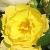 rosagwentcflo1a