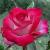 rosahildecflorogerltd1a