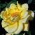rosalaurafordcflorogerltd1