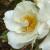 rosamoonlightcflorogerltd1