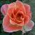 rosamyracflorogerltd1