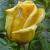 rosaroyalgoldcflorogerltd1a