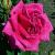 rosawendycussonscflorogerltd1