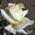rosayorkshireladycflorogerltd1