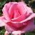 rosaandreastelzercflogarnonwilliams