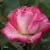 rosacharismaticcflo1garnonwilliams