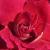 rosared4cflomidgarnonwilliams