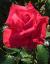 rosastephaniedianecflogarnonwilliams