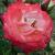 rosababykatiecflorogerltd1