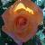 rosacastleofmeycflo1a