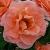 rosaelizabethofglamiscflorogerltd1