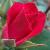 rosakittyhawkCflorogerltd1