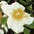 rosamermaidflot1a