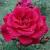 rosaoldglorycflorogerltd1a