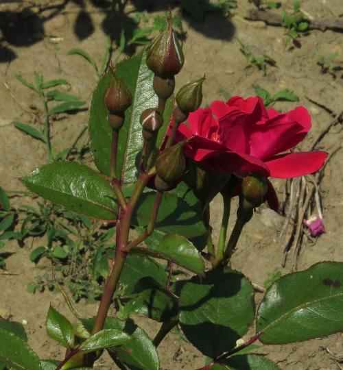 rosaseaoffirebudsgarnonwilliams