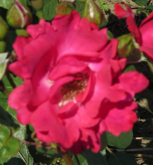 rosaseaoffireflomatgarnonwilliams