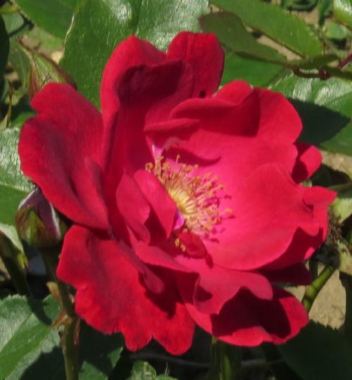 rosaseaoffireflomid2garnonwilliams